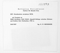 Image of Entodesmium nevadense
